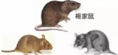 老鼠防治